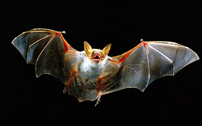 Murciélago en vuelo para halloween, mamífero, murciélago, animal, vuelo,  Fondo de pantalla HD | Peakpx