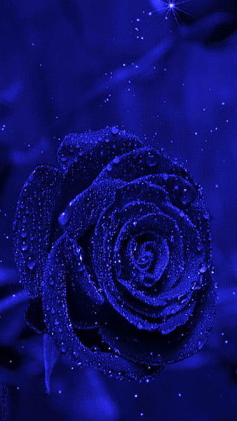 HD blue rose wallpapers | Peakpx