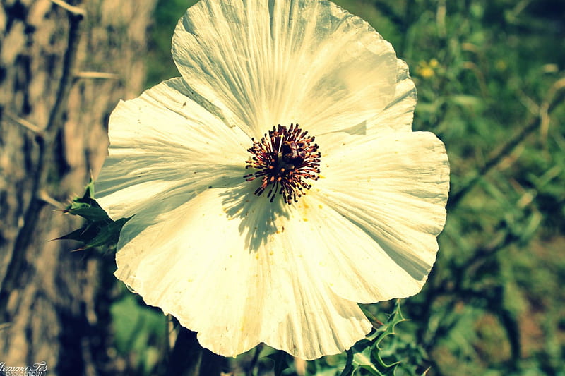 White Poppy, poppy, flower, desert, white, HD wallpaper