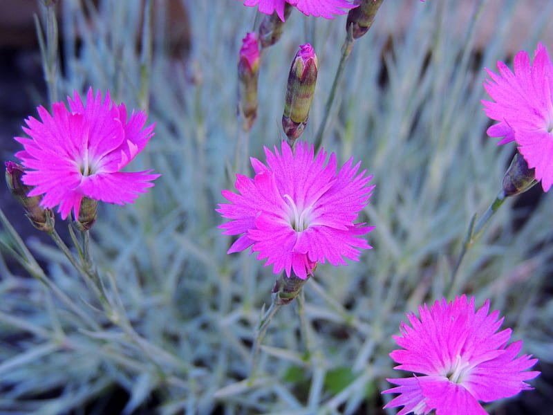 Firewitch Dianthus In Cheddar Pink, Dianthus, Cheddar Pink, Firewitch, Pink, Spring, graphy, Flowers, Nature, HD wallpaper