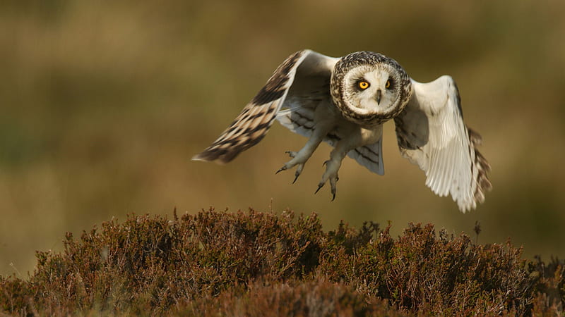 Short-Eared Owl Bird Is Flying From Ground Owl, HD wallpaper