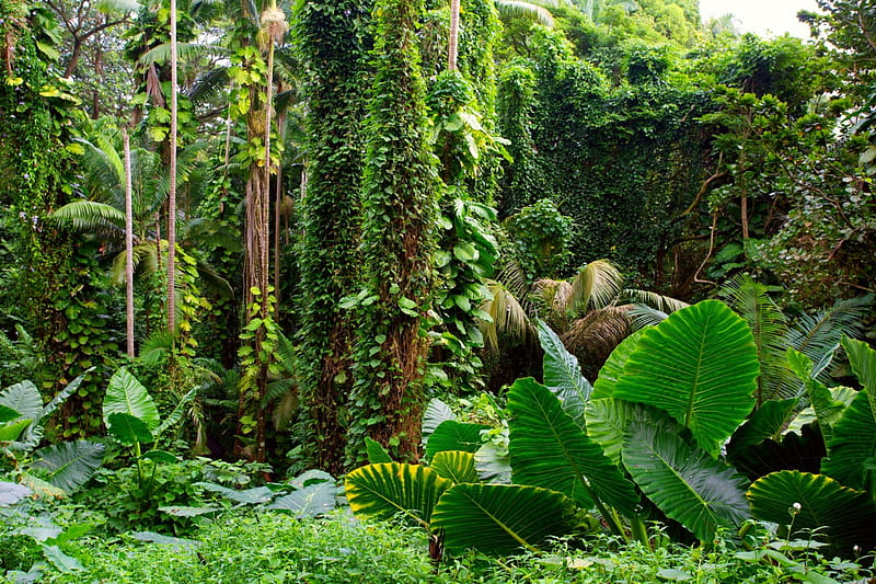 Hawaii, Tropical Botanical Garden, Tropical, Garden, Botanical, Hawaii, HD wallpaper