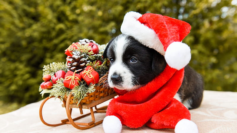 Black White Puppy Is Lying Down On Floor Near Christmas Ornaments Sled Wearing Santa Hat Puppy, HD wallpaper