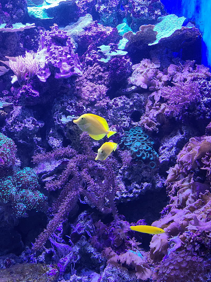 Fish, aquarium, coral, life, marine, ocean, tropical, HD phone wallpaper