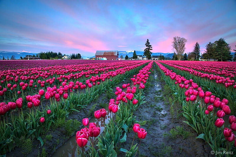 Tulips Fields in the Evening, colors, sky, clouds, plants, flowers, nature, fields, tulips, evening, rows, pink, many, HD wallpaper