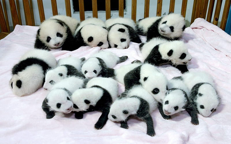 New Baby Panda's, Baby, Panda, Black, Crib, White, HD wallpaper