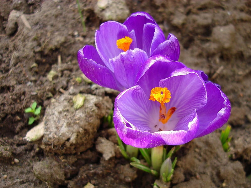 First Spring Crocuses, crocuses, flowers, petals, nature, spring, blue, HD wallpaper