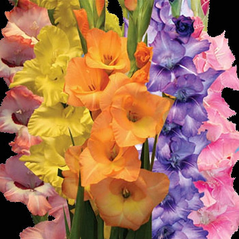colorful, flower, summer, gladiolus, HD wallpaper