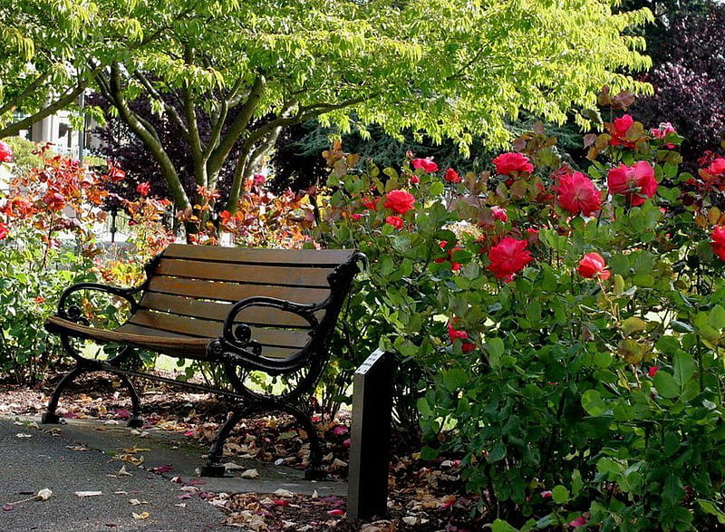 Garden of roses, spring time, red roses, grass, plants, flowers, bench, garden, trees, HD wallpaper