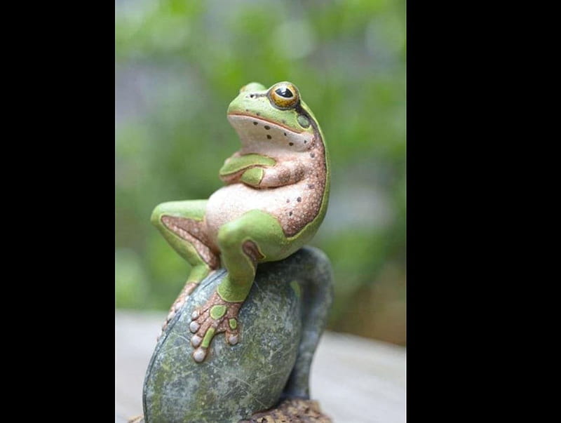 waiting, considering, frog, perched, HD wallpaper