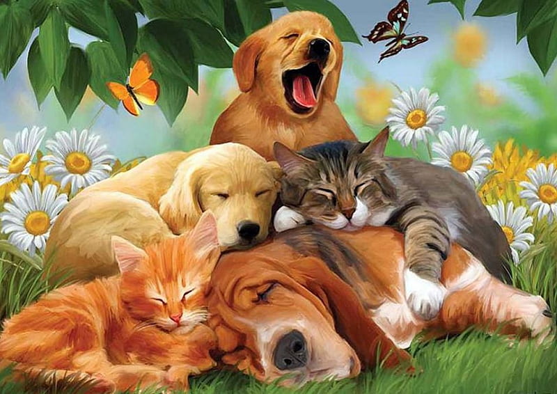 cute, pet, cat, kitten, puppy, dog