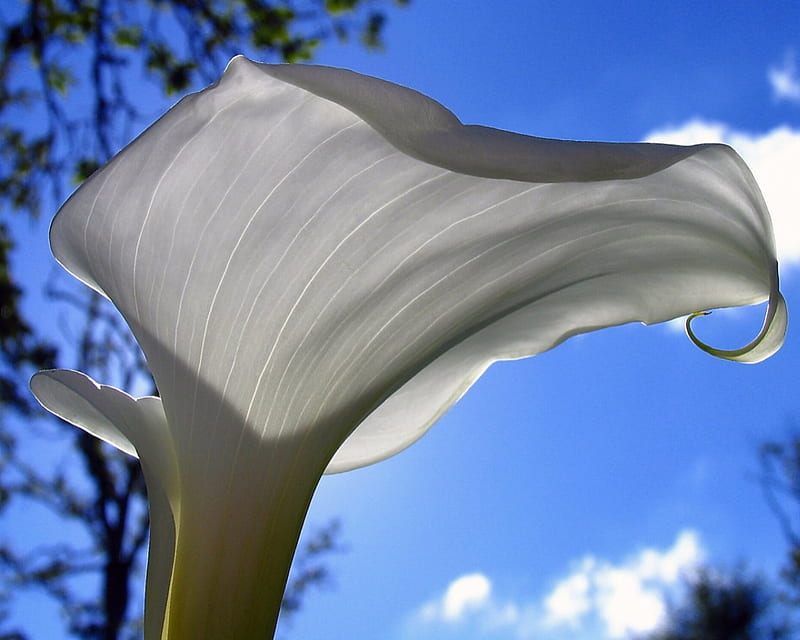 Hermosa flor blanca, escénico, bonito, nubes, grafía, bonito, esplendor,  flores, Fondo de pantalla HD | Peakpx