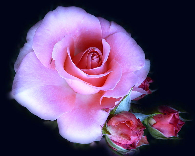 From bud to bloom, roses, buds, bloom, pink, HD wallpaper | Peakpx