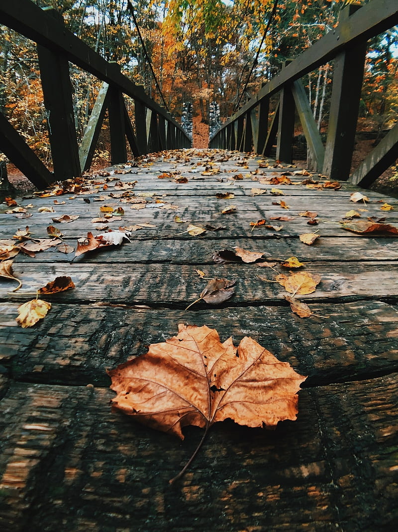 background, fall, guzel, halloween, manzara, nature, scenes, trees, HD phone wallpaper