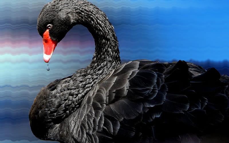 black swan, lake, black bird, swans, HD wallpaper