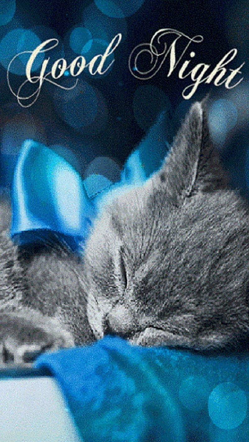 Good night, cat, HD phone wallpaper