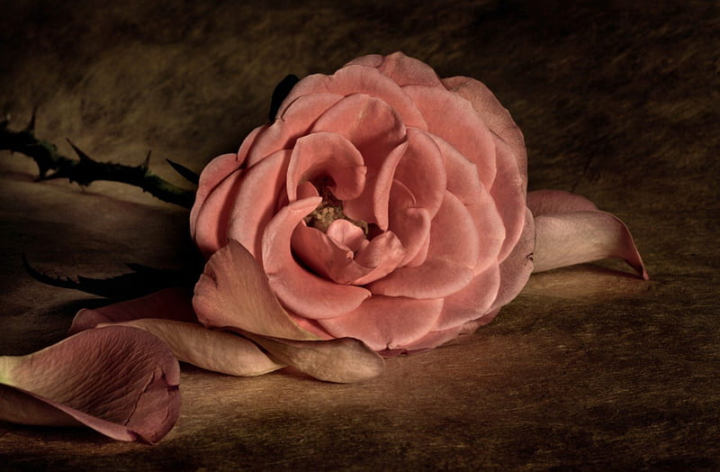 Vintage Rose, rose, love, beauty, pink, vintage, HD wallpaper