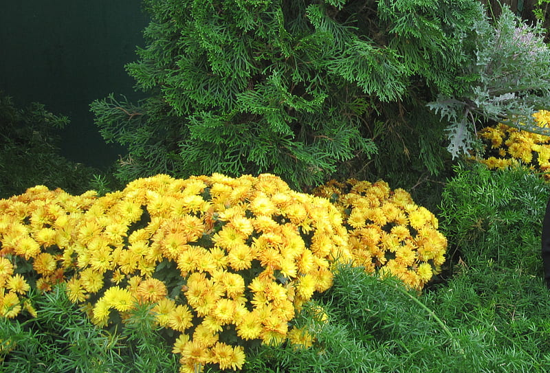 flowers at the Muttart conservatory of Edmonton Alberta 09, graphy, green, flowers, yellow, garden, nature, HD wallpaper