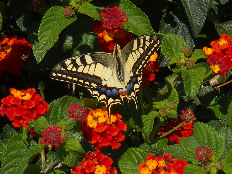 Butterfly, San Marino, leaves, rose, grass, flower, flowers, castle, HD wallpaper