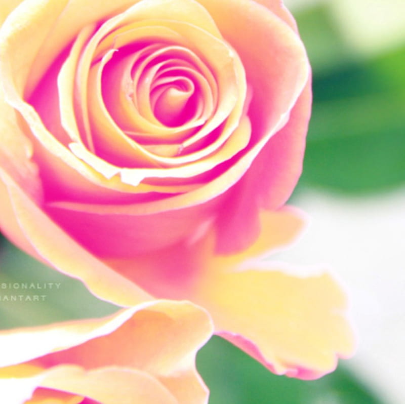 Sherbet, flower, nature, rose, HD wallpaper