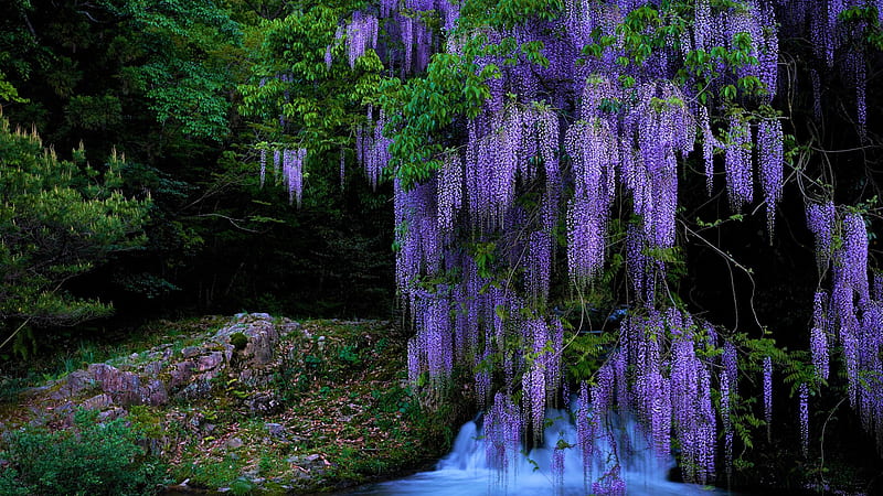 Beautiful Purple Wisteria Flowers Green Leaves Trees Flowers, HD wallpaper