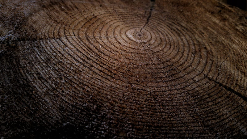 Close-up of growth rings in a thick tree stump, HD wallpaper