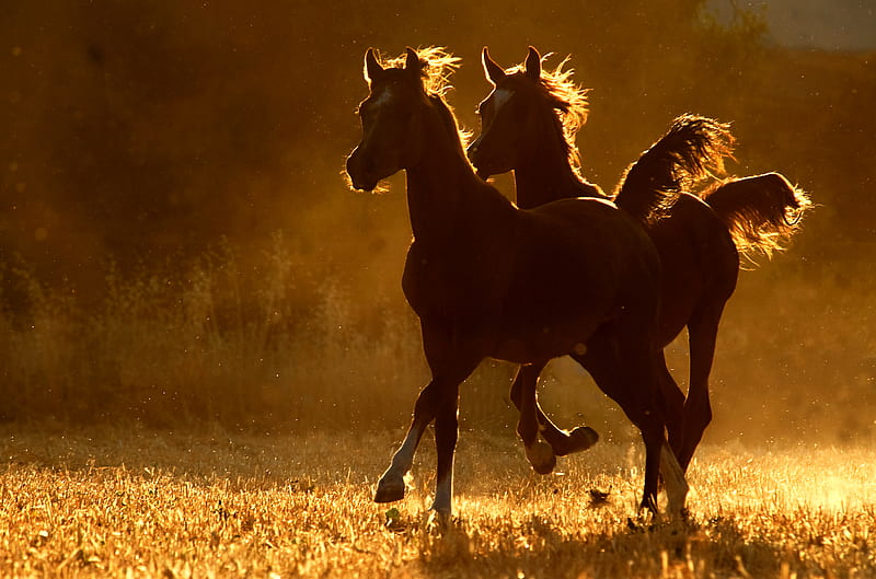 pair of arabians, dusk, filly, horses, HD wallpaper