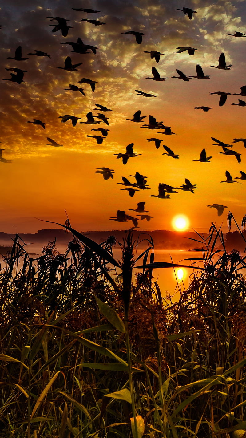 Flock of birds , flock of birds, flying, sun, grass, clouds, sky, HD phone wallpaper