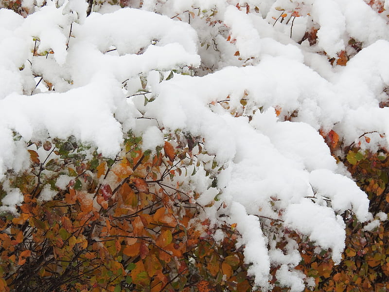 Snowy Hedge, November, graphy, Hedge, Snow, Autumn, Nature, Winter, HD wallpaper