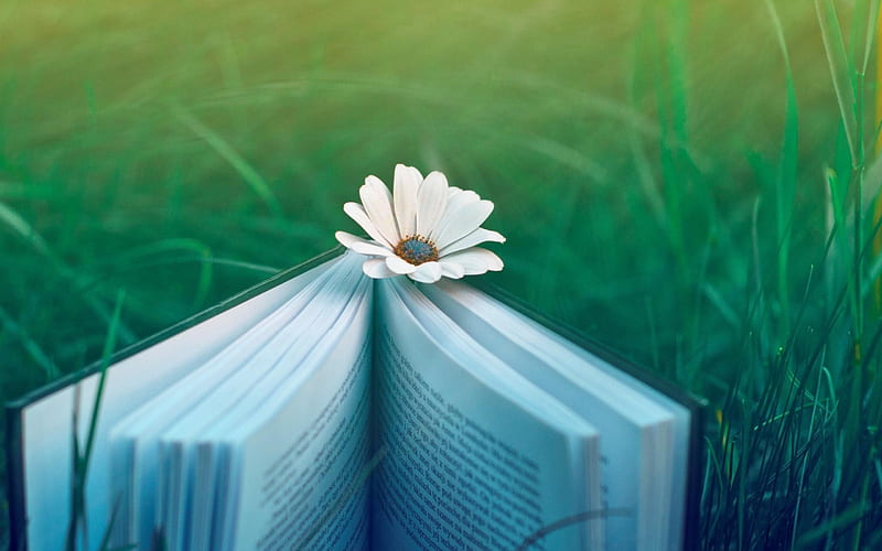 book flower lawn-Flowers, HD wallpaper