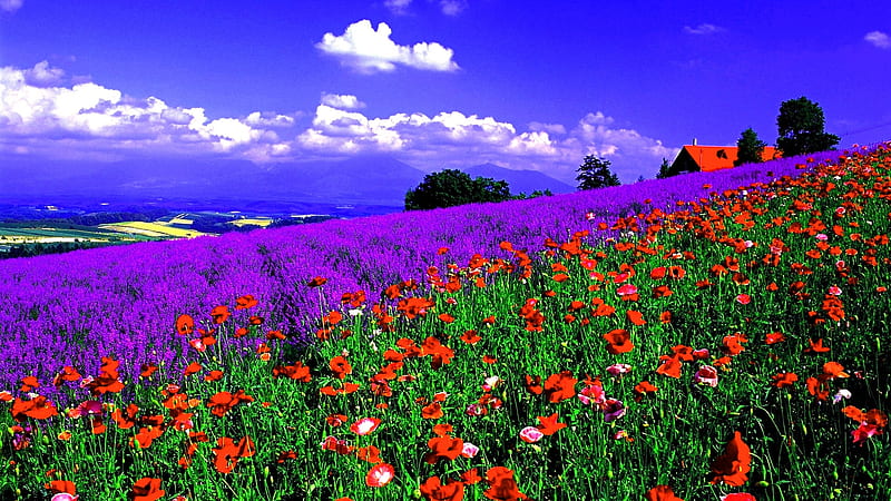 Spring Fields, poppies, house, blossoms, colors, lavender, clouds, sky, HD wallpaper