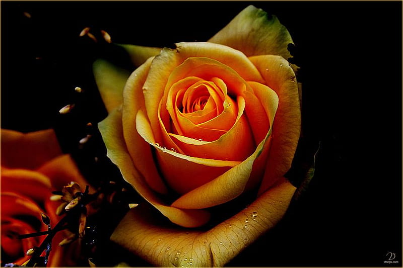Yellow Rose for my friend Anne, yellow, garden rose, bonito, raindrops, HD wallpaper