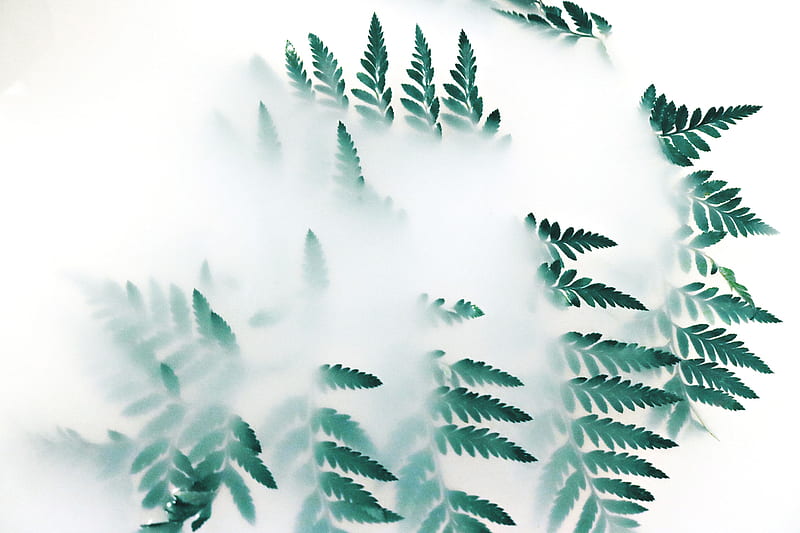 Green Leaf Plants Fog , leaf, plants, fog, nature, graphy, HD wallpaper