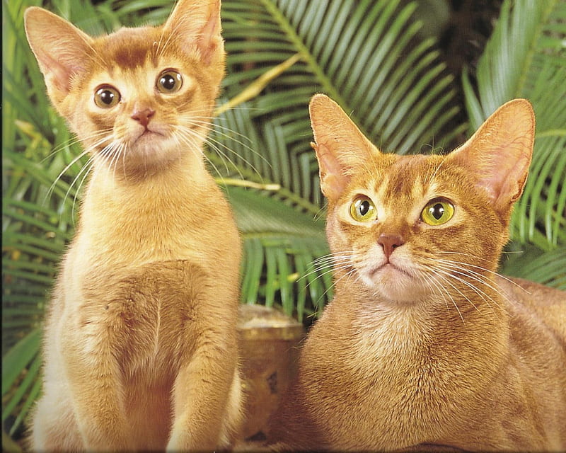 Two Kittens Cute Paws Ginger Cat Kitten Hd Wallpaper Peakpx