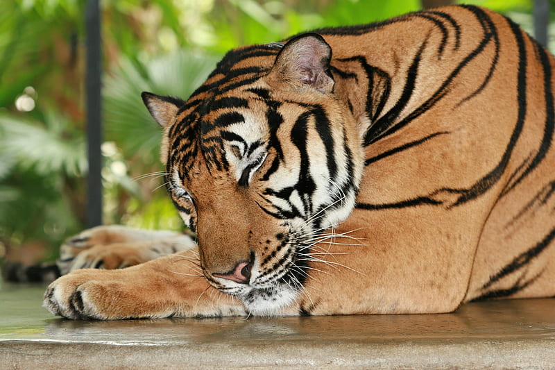 Tiger, tiger, animals, predator, HD wallpaper