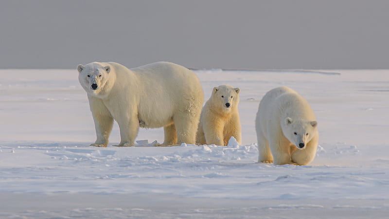 Polar Bears, ice, bear, animal, snow, HD wallpaper