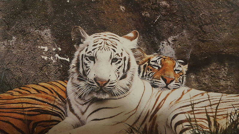 Tigers, orange and eight tigers, tigers hugging, HD wallpaper