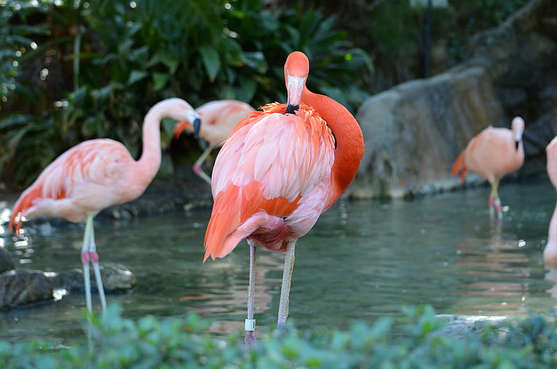 Flamingo, cleaning, bird, pink, HD wallpaper