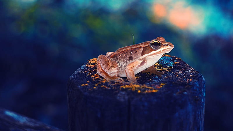 Brown Frog Is Sitting On Tree Trunk In Colorful Blur Bokeh Background Frog, HD wallpaper