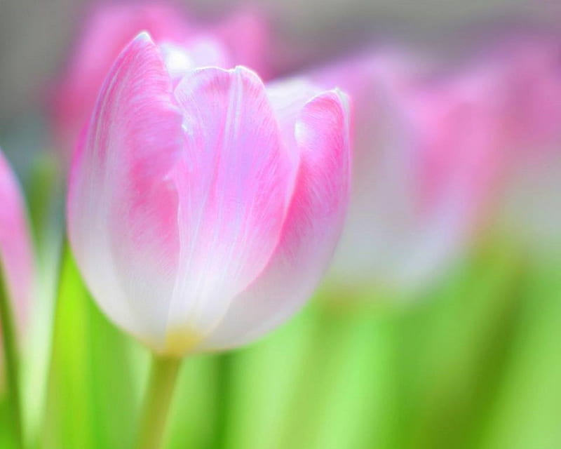 D e l i c a t e, pretty, lovely, holiday, love four seasons, bonito, delicate, softness, blossom, flowers, nature, tulips, beloved valentines, pink, HD wallpaper