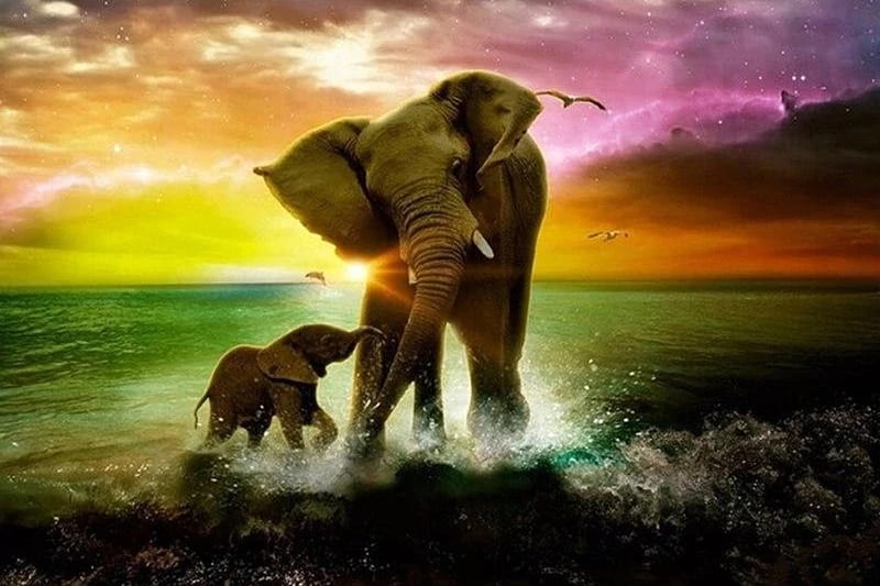 Elephant Family, Baby, Family, Mother, Elephant, Water, HD wallpaper