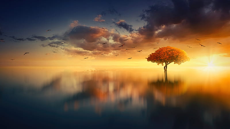 lonely tree, horizon, sunset, clouds, reflection, water, birds, Landscape, HD wallpaper