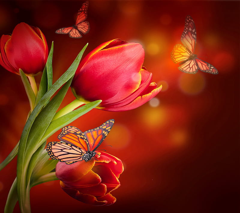 Floral Butterflies, bonito, butterfly, flowers, red, tulips, HD wallpaper
