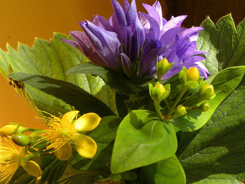 flowers, flower, hypericum, purple, yellow flowers, HD wallpaper