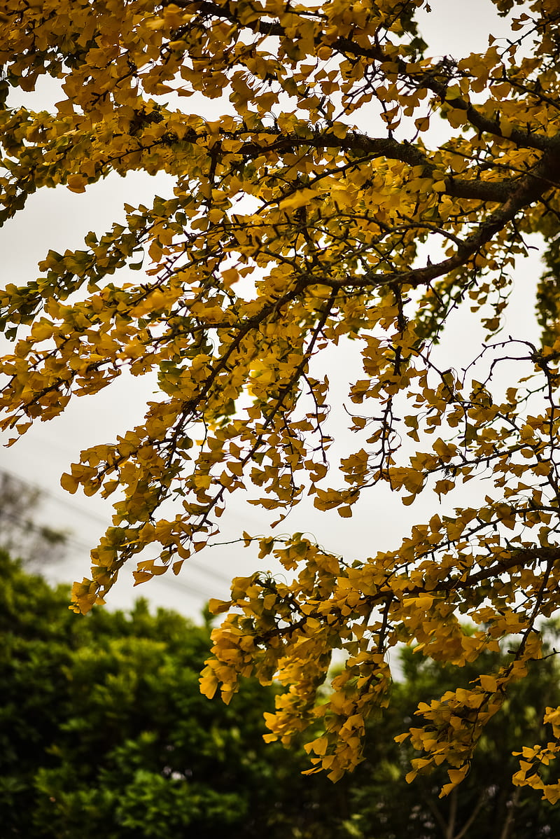 Yellow leaves on tree during daytime, HD phone wallpaper | Peakpx