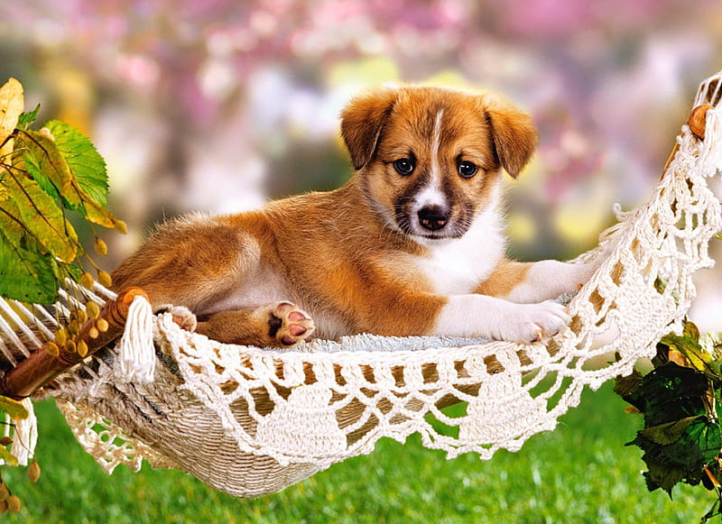 In lacy hammock, chic, grass, chic with a cute little dog, bonito, adorable, hammock, sweet, nice, green, animals, lovely, lacy, kitty, greenery, place, cat, yard, cute, summer, comfotrtable, kitten, dogs, HD wallpaper