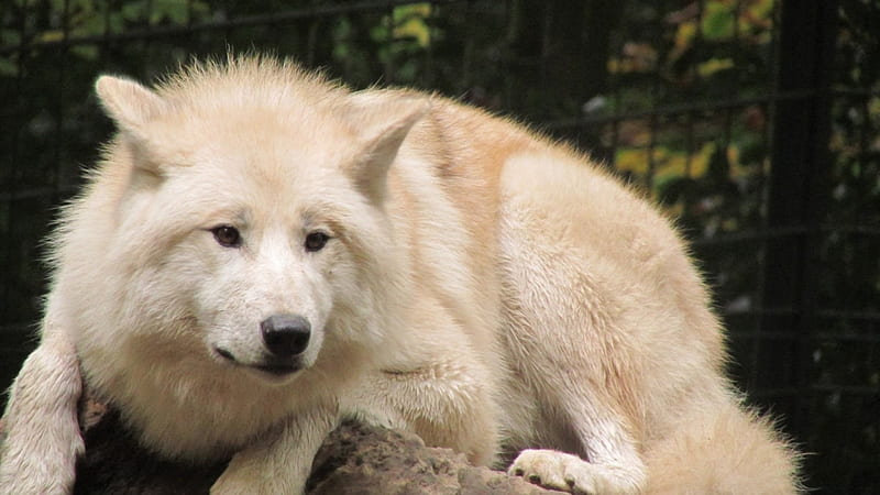 White Fur, look, wolf, white, fur, animal, HD wallpaper