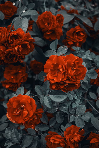 Page 53, HD rose of roses wallpapers