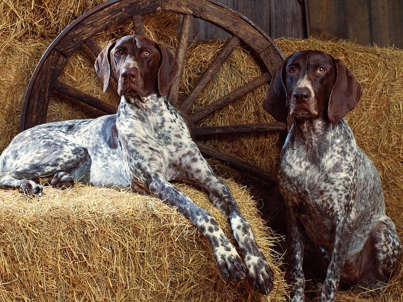 SPECKLED BEAUTIES, hunting dogs, pointers, companions, pets, animals, dogs, HD wallpaper