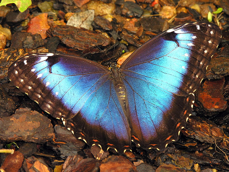 Blue Morpho, insect, butterfly, blue, HD wallpaper